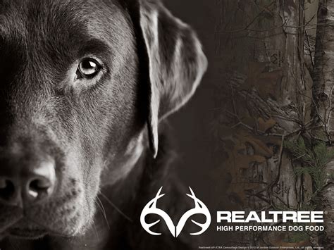 🔥 [40+] Realtree Wallpapers | WallpaperSafari