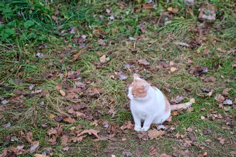 Cute White Cat With Brown Spots Sits On Autumn Grass Stock Image Image Of Sitting Autumn