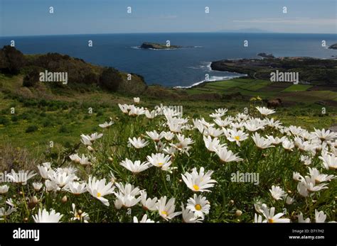 Portugal Azoren Graciosa Insel Blumen G Nsebl Mchen Argyranthemum