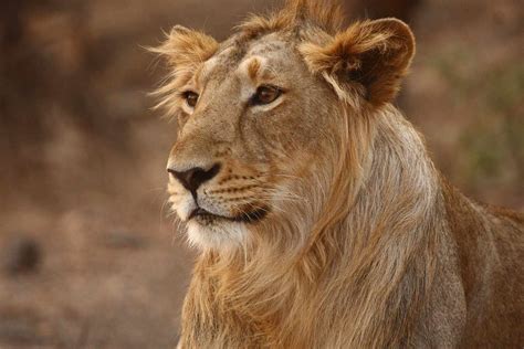 Asiatic Lion Vs African Lion