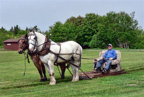 Colorful Cute And Beautiful Horses Pulling Guy Among The Beautiful