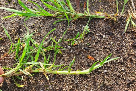 Identify Kikuyu Grass Guide A View Turf