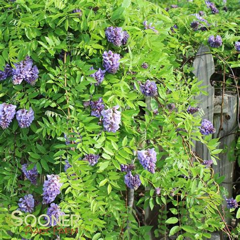 Amethyst Falls Wisteria Sooner Plant Farm