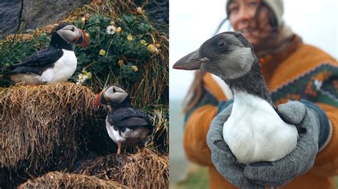 Iceland Puffins And Puffling Season Westman Islands Stokksnes