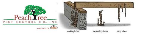 Identify And Remove Subterranean Termite Mud Tunnels In Atlanta Ga