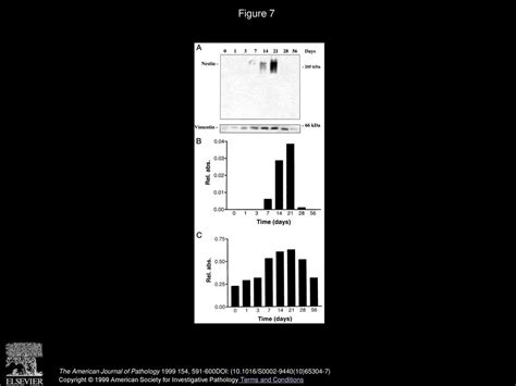 Specific And Innervation Regulated Expression Of The Intermediate