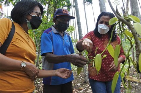 Kemenkumham Larang Petani Vanili Jual Hasil Ke Tengkulak Diluar Mpig