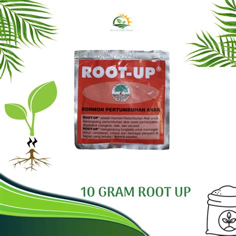 Ecer Gram Root Up Akar Dan Hormon Pertumbuhan Akar Cangkok Stek