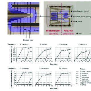 (a) A microfluidic chip allowing PCR and hybridization steps; (b ...