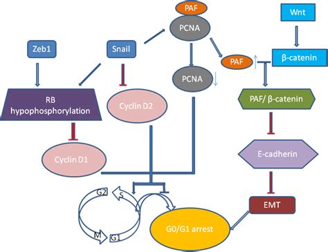 Snail One Of EMT Transcription Factors Could Dramatically Impair