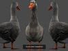 3D Model Collection DUCKS CHICKEN ROOSTER PACK VR AR Low Poly