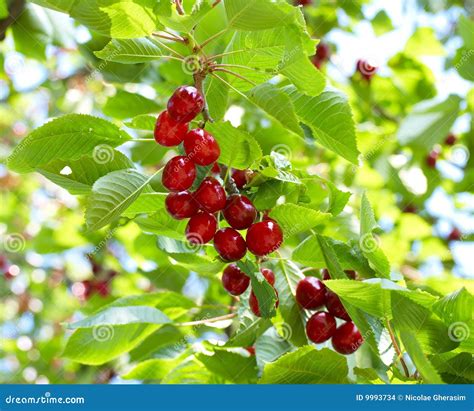 Ripe Cherries On Tree Branch Stock Photo Image Of Leafy Green 9993734