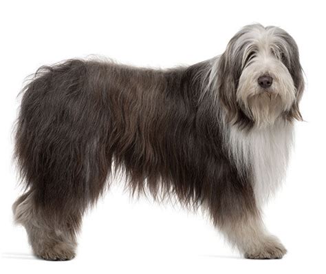 Collie Barbudo Bearded Collie Todo Sobre Esta Raza De Perros