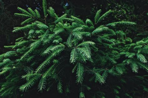 Tops of coniferous trees in woods · Free Stock Photo