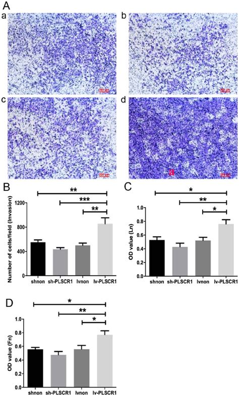 Lentivirus Mediated Overexpression Of Plscr Promotes Hepg Cell