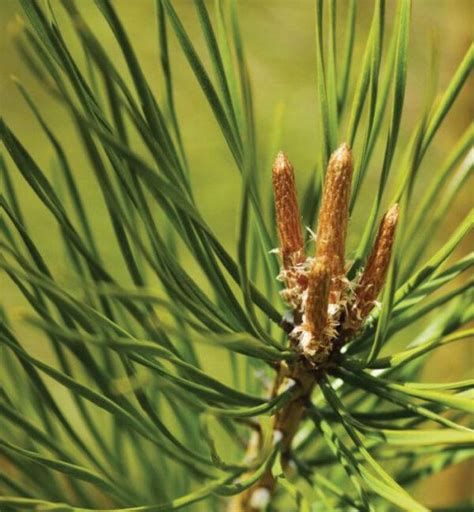 Pine (Pinus sylvestris) – Natural Alchemy