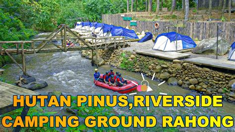 Hutan Pinus Rahong Riverside Camping Ground Wisata Alam Di