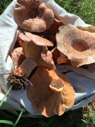 Saffron Milk Cap Mushrooms Lactarius Deliciosus Food Synergy