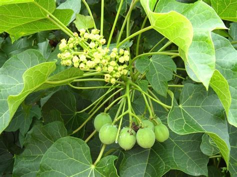 La Jatropha Curcas Historia Propiedades Usos Importancia Y M S