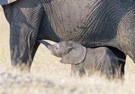 Bebé Elefante Mamando De La Madre En El Agujero De Agua Imagen de