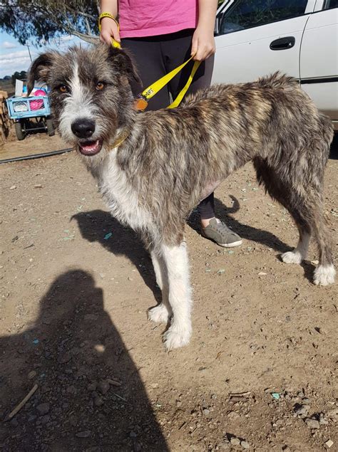 marli large female staghound  wolfhound mix dog  vic petrescue