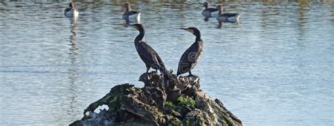 Two Great Cormorants Stock Image Image Of Outdoors 299582277