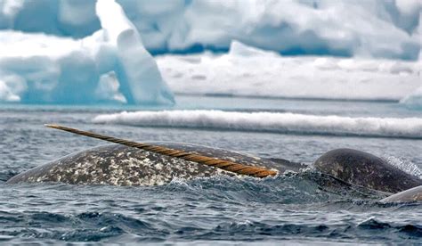 Narwhals Suffer From Stress Polarjournal