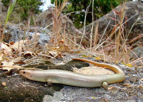 Western Red-tailed Skink - NDOW