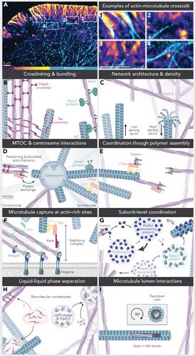 New Twists In Actinmicrotubule Interactions Molecular Biology Of The