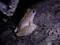 Kediaman Anda Dan Katak MajalahSains