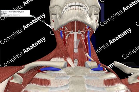 Superior Belly of Omohyoid Muscle | Complete Anatomy