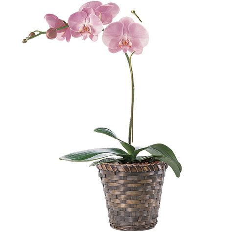 Mother's Day Orchid Plant - Calyx Flowers, Inc