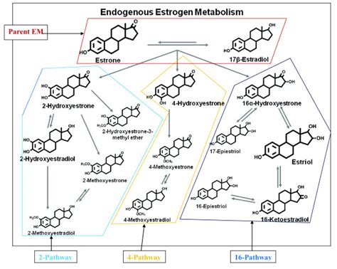 Schematic Of Estrogen Metabolic Pathway Adapted From Fuhrman Et Al 8 Download Scientific