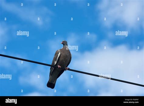 Berlin Germany Pigeons Stock Photo Alamy