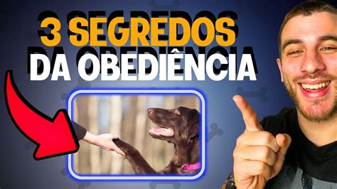 Maiores Segredos Para Ensinar Obedi Ncia Pro Seu Cachorro Youtube