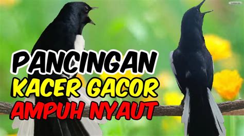 TERAPI PAGI KACER GACOR NGEPLONG BUAT PANCINGAN KACER BAHAN AMPUH NYAUT