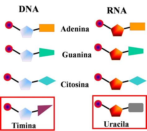 Biologia DNA E RNA Revise Aula Da Khan Academy