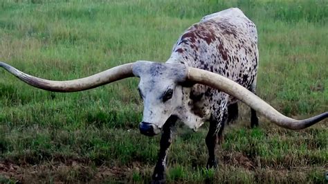 Largest Cow In The World Record All About Cow Photos