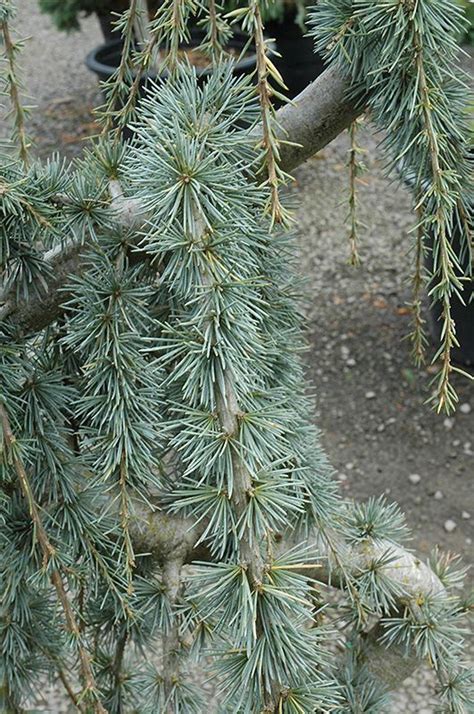 Weeping Blue Atlas Cedar Cedrus Atlantica Glauca Pendula Great