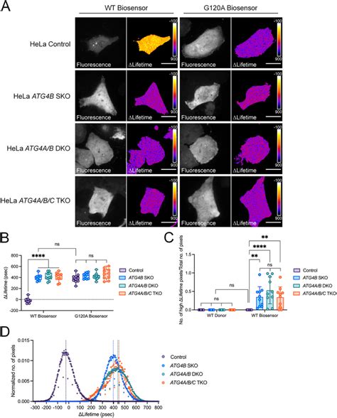 lcb fret biosensor monitors  modes  action  atgb