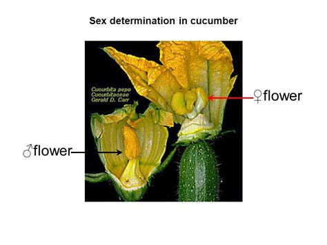 Sex Determination In Cucumber Anandkumar Surendrarao VC Vegetable Crop Breeding May Ppt