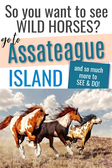 The Ultimate Guide To Camping On Assateague Island Artofit