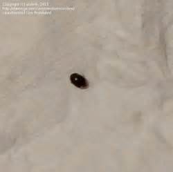 tiny house bug identification