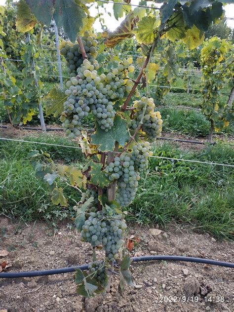 Les P tits Vignerons Première vendange ce samedi er octobre