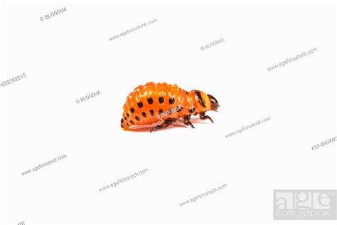 Colorado Potato Beetles Isolated On A White Background Stock Photo