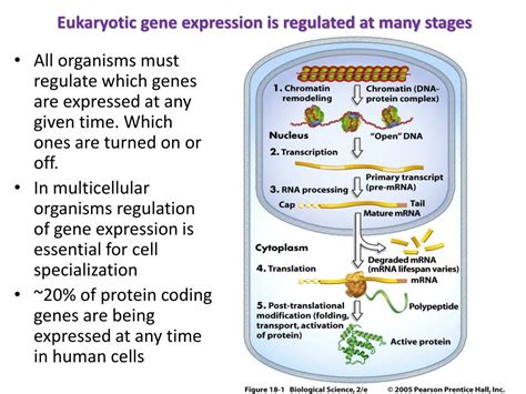 PPT Chapter 15 Regulation Of Gene Expression PowerPoint Presentation