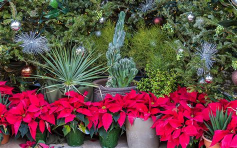 Plants Tips Poinsettias Desert Botanical Garden