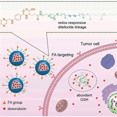 Schematic Of Targeted Drug Delivery And Gsh Responsive Drug Release 88