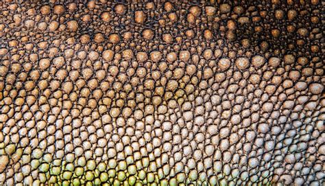 Premium Photo | Iguana skin texture with