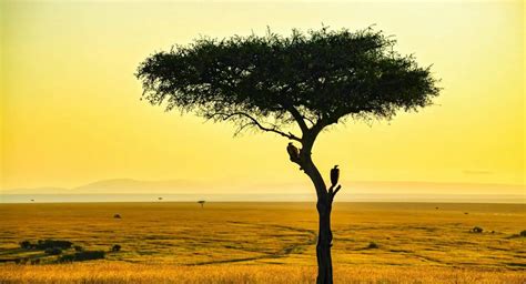 Serengeti National Park - Your Guide to Serengeti Africa